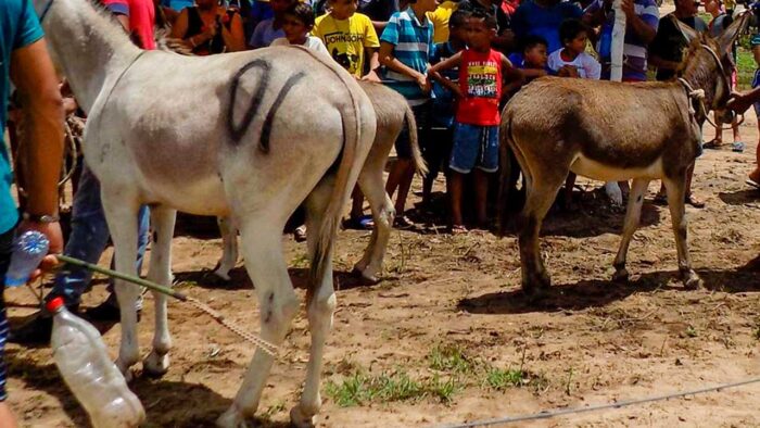 corrida de jumento de itapiúna destaca a importância do jegue na região