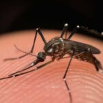 não arrisque a saúde da sua família saiba como se proteger e evitar a proliferação do aedes aegypti