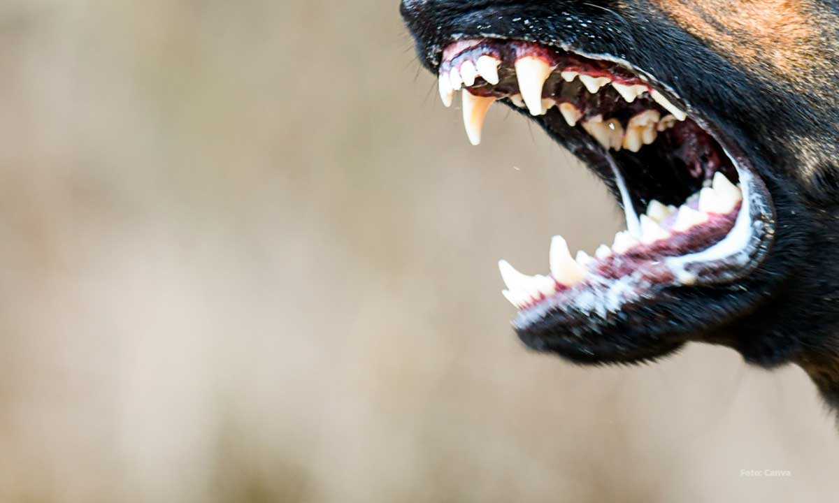 saiba mais sobre a doença da raiva sintomas, transmissão e medidas de precaução