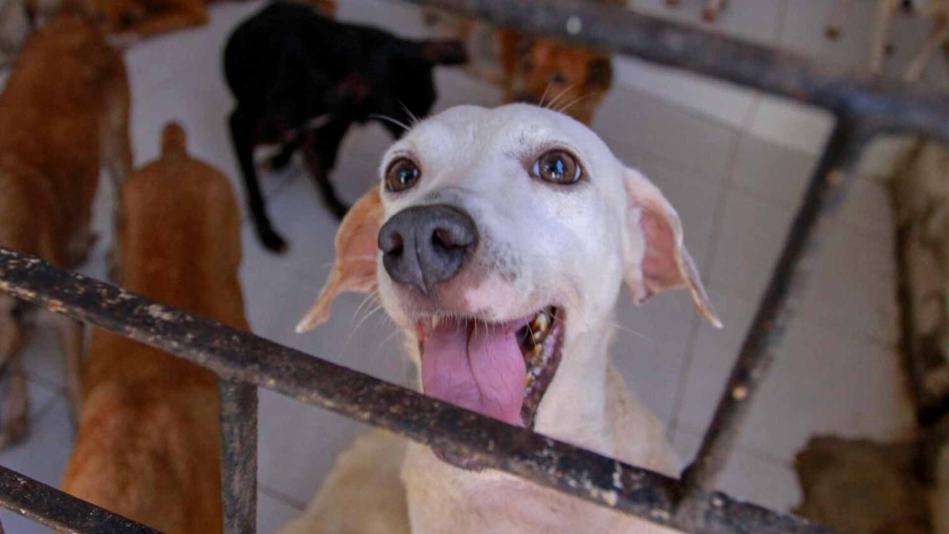 Assembleia Legislativa aprova a criar da Secretaria da Proteção Animal do Estado do Ceará