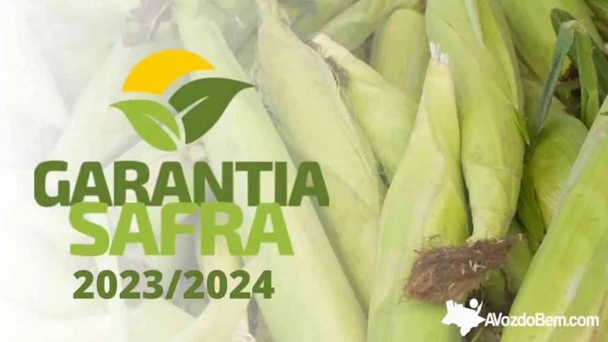 Tem início inscrições para o Garantia Safra 2023/2024, em caso de perda de safra o valor do benefício é de R$ 1.200