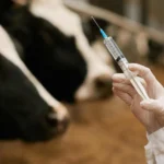 Prorrogado o prazo de encerramento da Campanha de Vacinação contra Febre Aftosa para 30 de dezembro