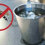 Alerta: calor e chuva favorecem mosquito da dengue; saiba se prevenir