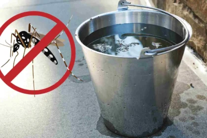 Alerta: calor e chuva favorecem mosquito da dengue; saiba se prevenir