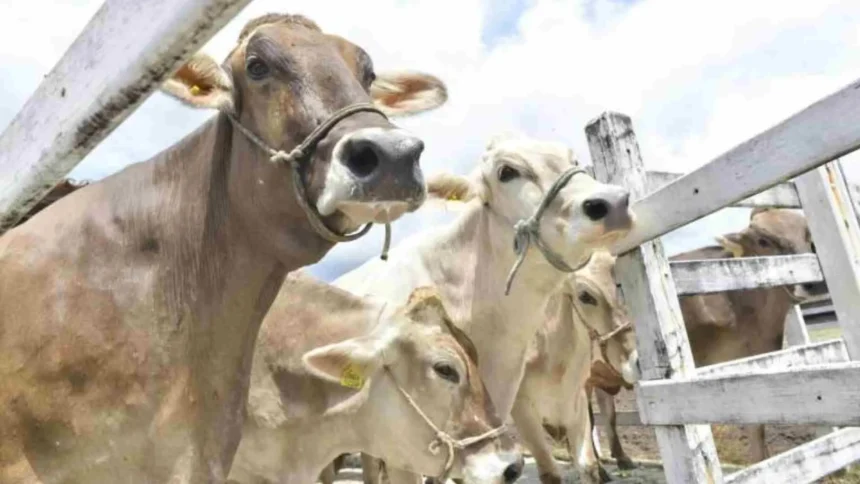 Ceará se torna estado livre de febre aftosa sem vacinação