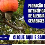 Floração do caju intensifica crises de alergia entre cearenses